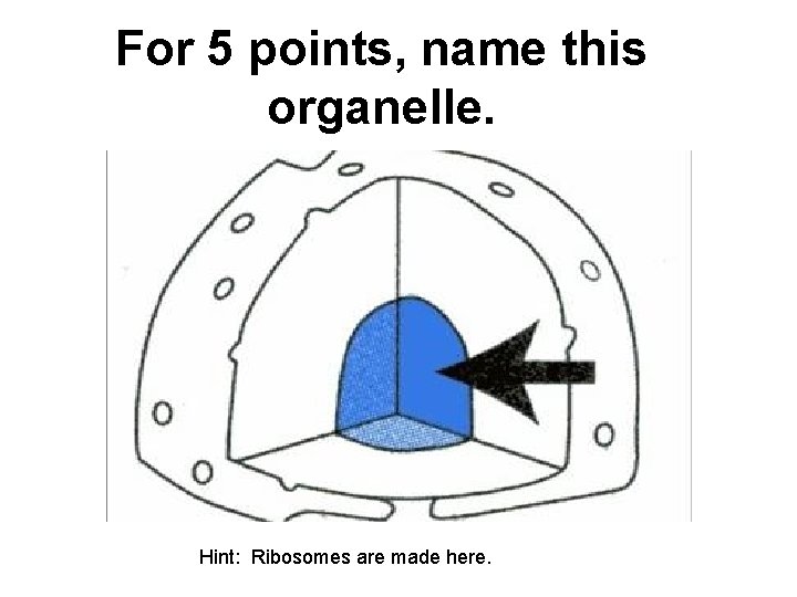 For 5 points, name this organelle. Hint: Ribosomes are made here. 