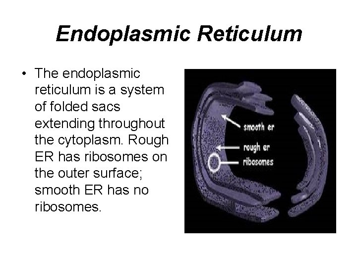 Endoplasmic Reticulum • The endoplasmic reticulum is a system of folded sacs extending throughout