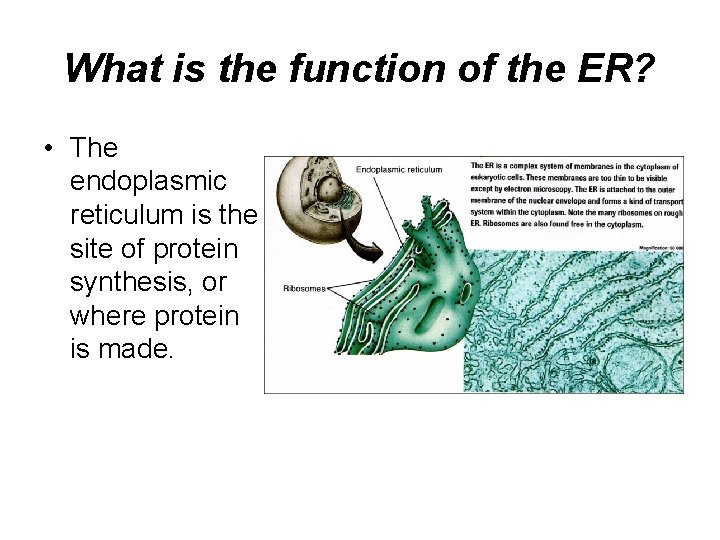 What is the function of the ER? • The endoplasmic reticulum is the site