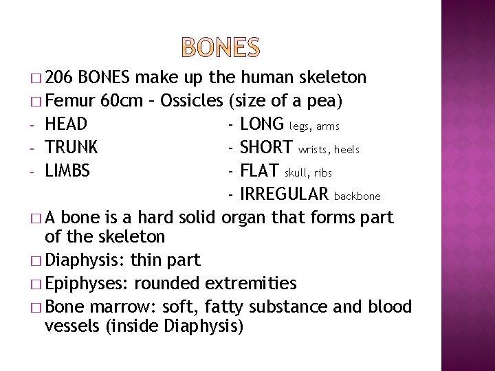 � 206 BONES make up the human skeleton � Femur 60 cm – Ossicles