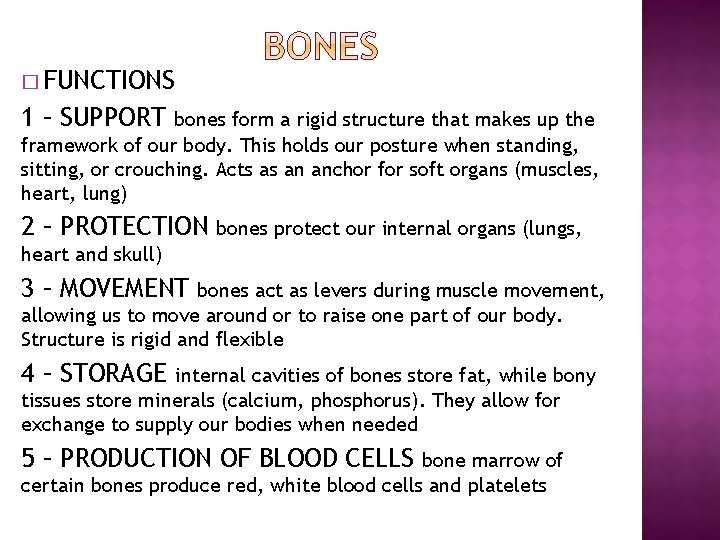 � FUNCTIONS 1 – SUPPORT bones form a rigid structure that makes up the