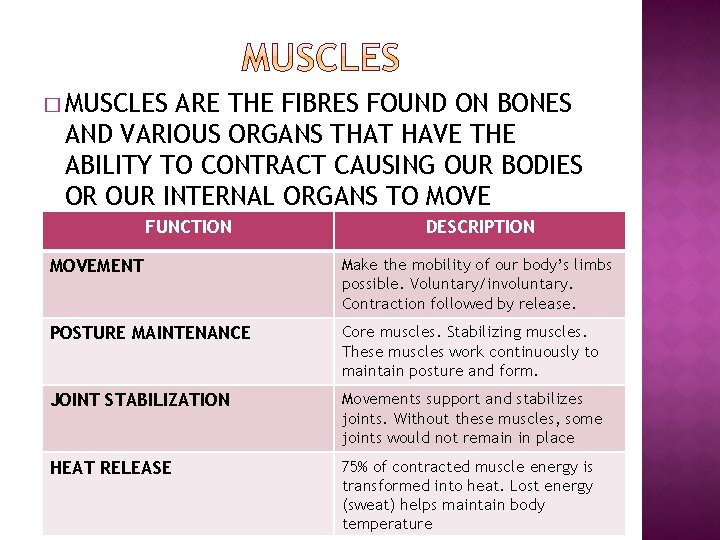 � MUSCLES ARE THE FIBRES FOUND ON BONES AND VARIOUS ORGANS THAT HAVE THE