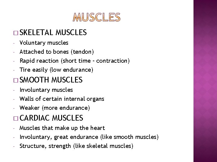 � SKELETAL MUSCLES - Voluntary muscles - Attached to bones (tendon) Rapid reaction (short
