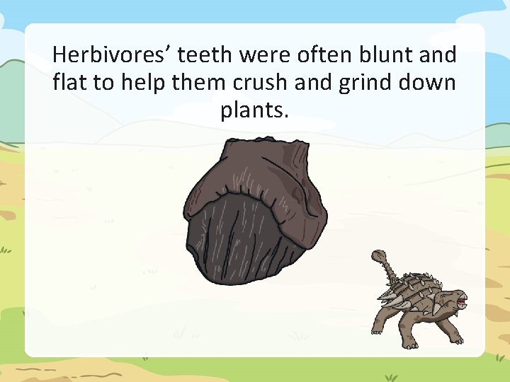 Herbivores’ teeth were often blunt and flat to help them crush and grind down