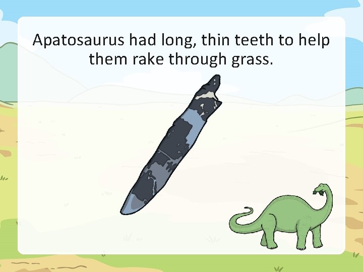 Apatosaurus had long, thin teeth to help them rake through grass. 