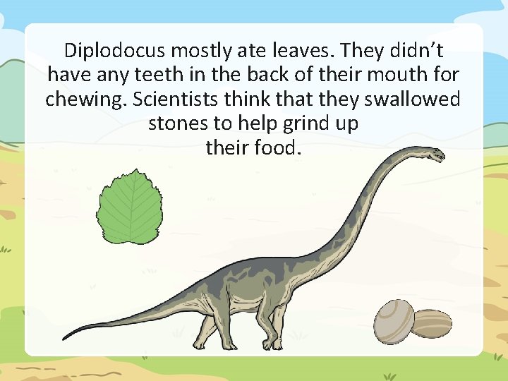 Diplodocus mostly ate leaves. They didn’t have any teeth in the back of their