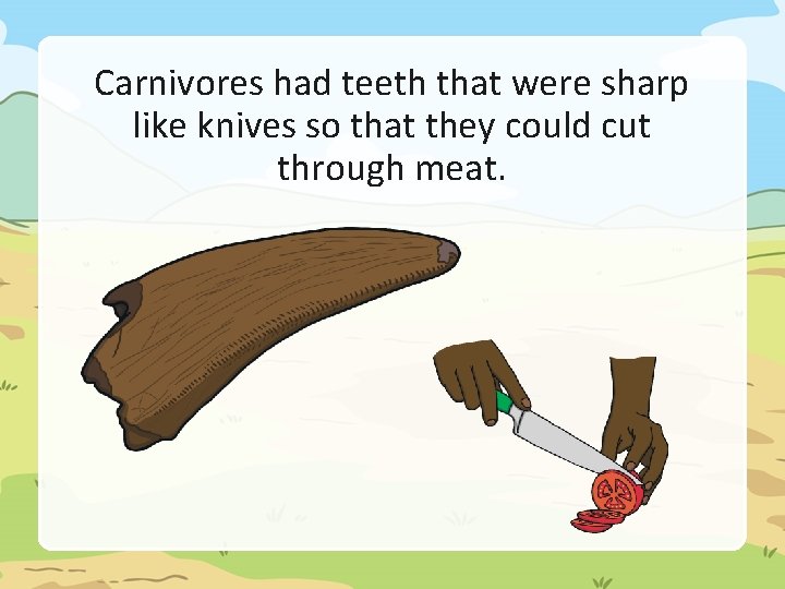 Carnivores had teeth that were sharp like knives so that they could cut through