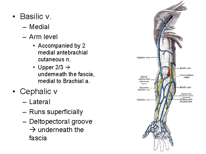  • Basilic v. – Medial – Arm level • Accompanied by 2 medial
