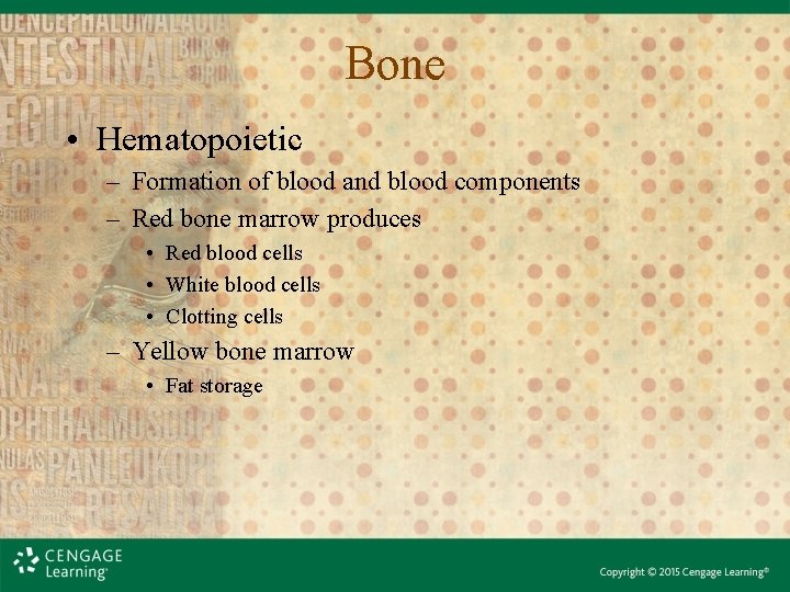 Bone • Hematopoietic – Formation of blood and blood components – Red bone marrow