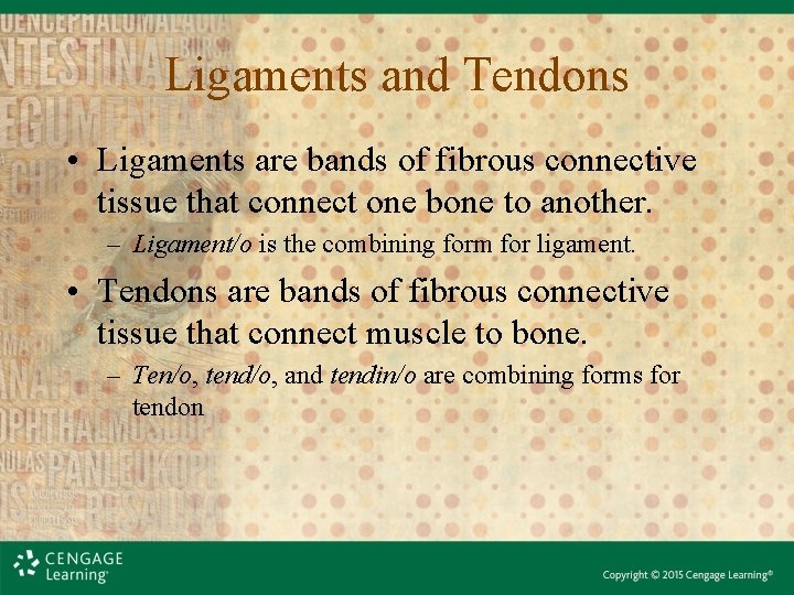 Ligaments and Tendons • Ligaments are bands of fibrous connective tissue that connect one
