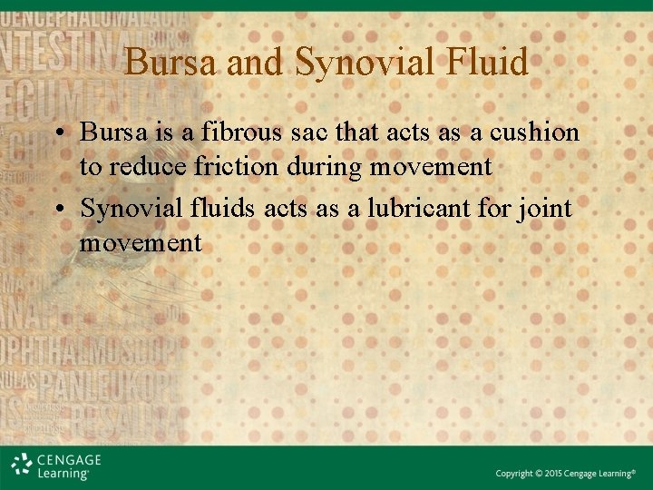 Bursa and Synovial Fluid • Bursa is a fibrous sac that acts as a