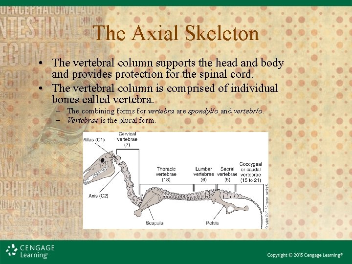 The Axial Skeleton • The vertebral column supports the head and body and provides