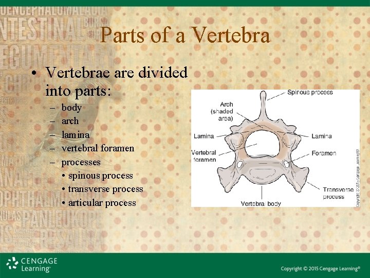 Parts of a Vertebra • Vertebrae are divided into parts: – – – body