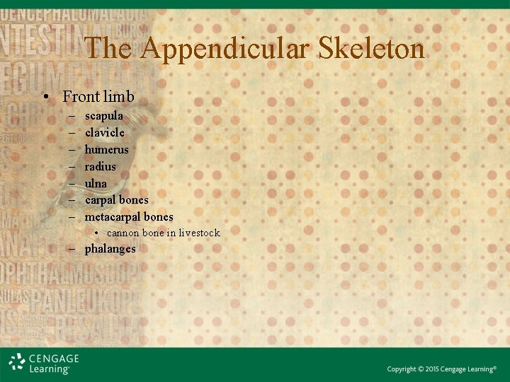 The Appendicular Skeleton • Front limb – – – – scapula clavicle humerus radius