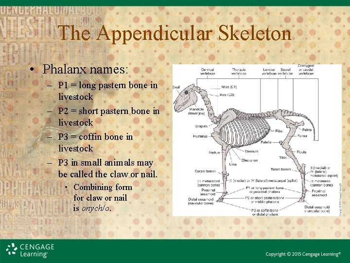 The Appendicular Skeleton • Phalanx names: – P 1 = long pastern bone in