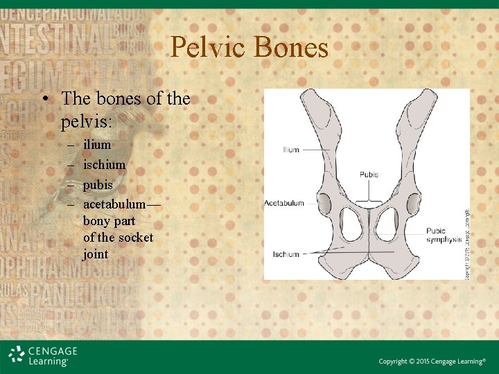 Pelvic Bones • The bones of the pelvis: – – ilium ischium pubis acetabulum—