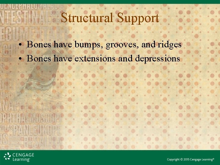 Structural Support • Bones have bumps, grooves, and ridges • Bones have extensions and