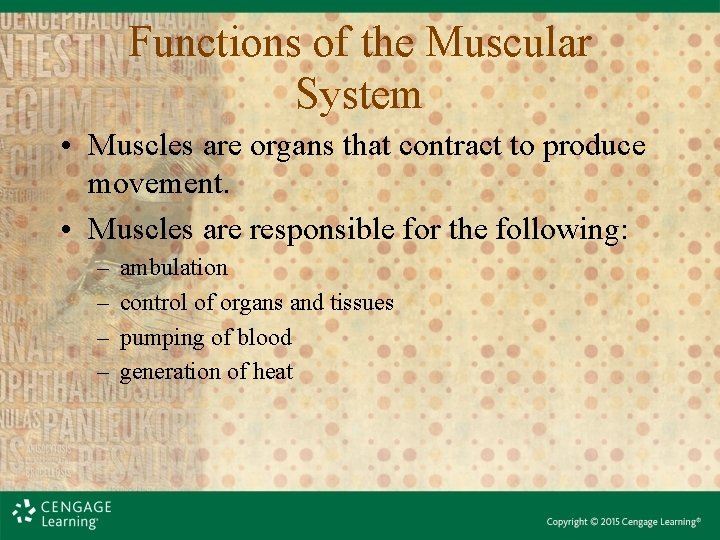 Functions of the Muscular System • Muscles are organs that contract to produce movement.