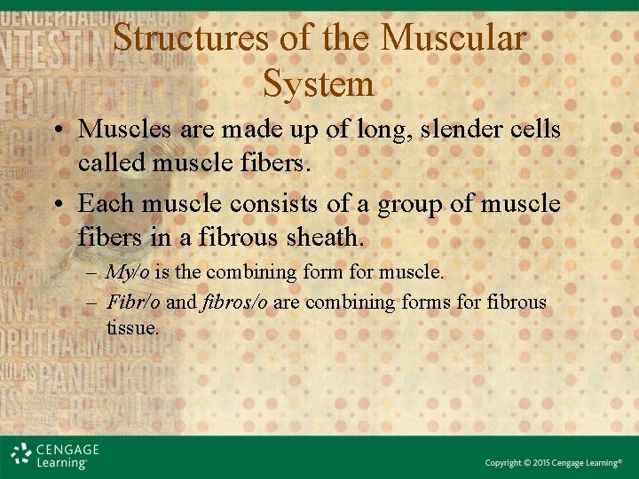 Structures of the Muscular System • Muscles are made up of long, slender cells