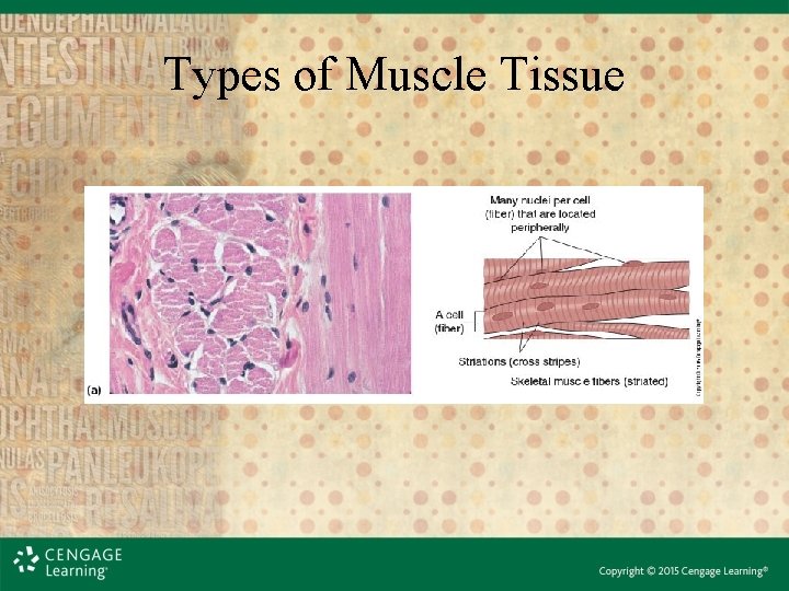 Types of Muscle Tissue 