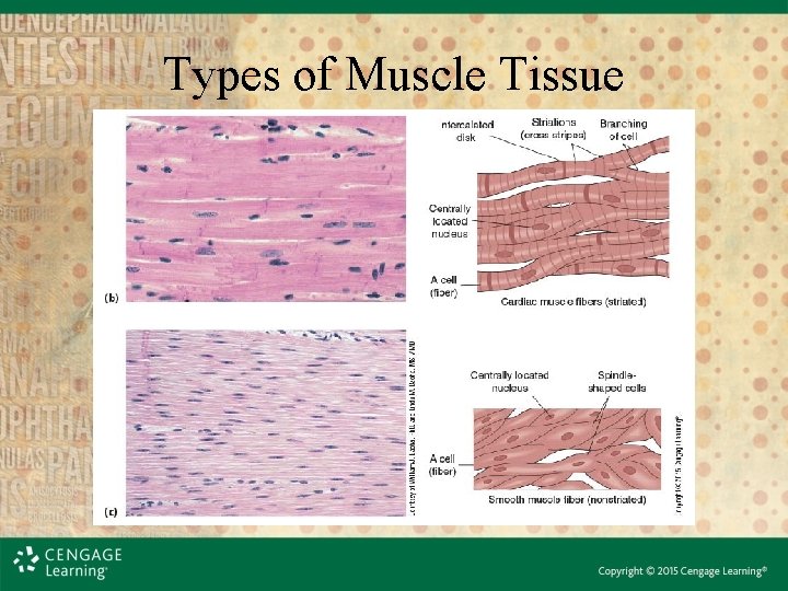 Types of Muscle Tissue 