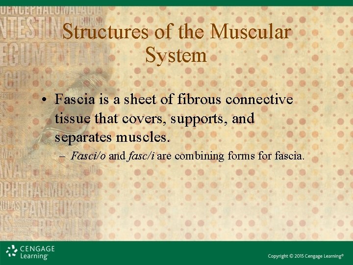 Structures of the Muscular System • Fascia is a sheet of fibrous connective tissue