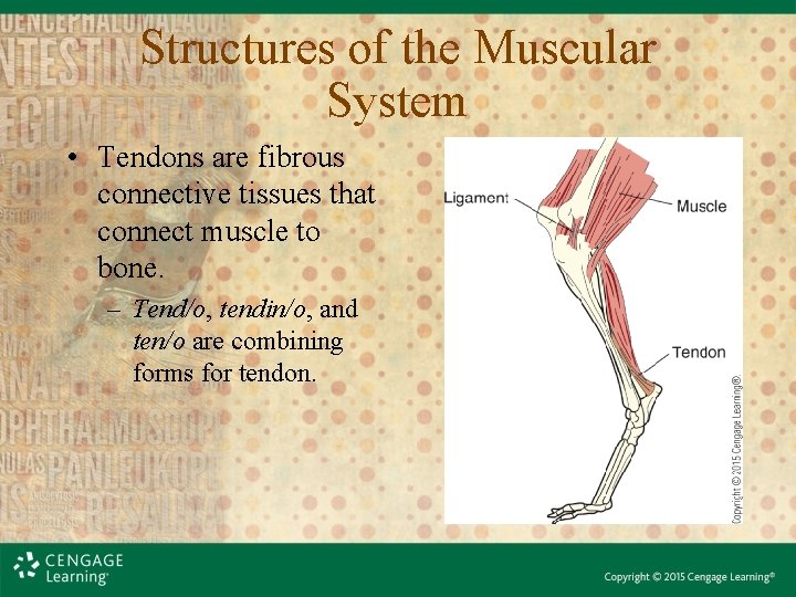 Structures of the Muscular System • Tendons are fibrous connective tissues that connect muscle