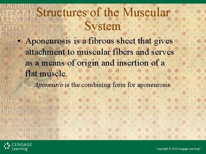 Structures of the Muscular System • Aponeurosis is a fibrous sheet that gives attachment