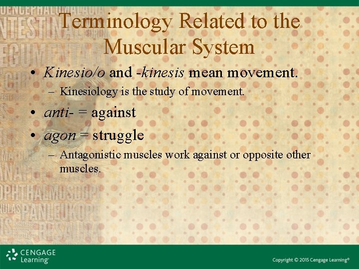 Terminology Related to the Muscular System • Kinesio/o and -kinesis mean movement. – Kinesiology