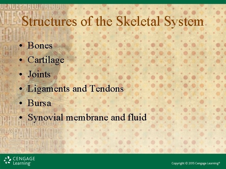 Structures of the Skeletal System • • • Bones Cartilage Joints Ligaments and Tendons