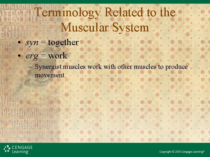 Terminology Related to the Muscular System • syn = together • erg = work