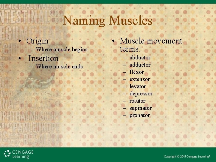 Naming Muscles • Origin – Where muscle begins • Insertion – Where muscle ends