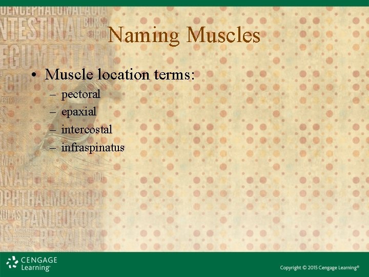 Naming Muscles • Muscle location terms: – – pectoral epaxial intercostal infraspinatus 