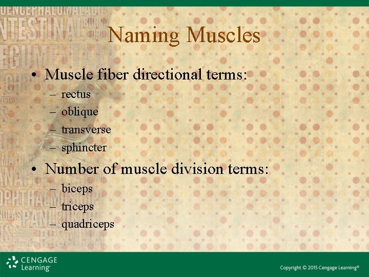 Naming Muscles • Muscle fiber directional terms: – – rectus oblique transverse sphincter •