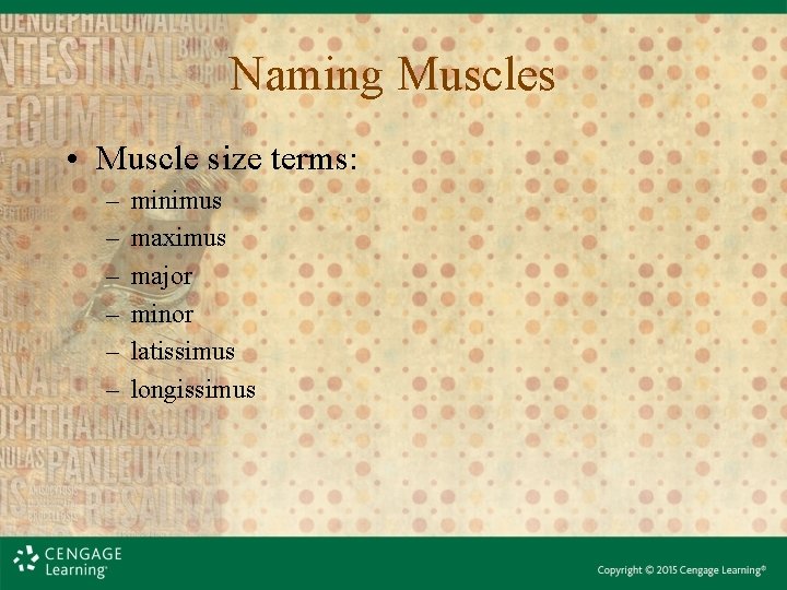 Naming Muscles • Muscle size terms: – – – minimus maximus major minor latissimus