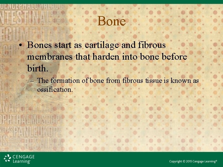 Bone • Bones start as cartilage and fibrous membranes that harden into bone before