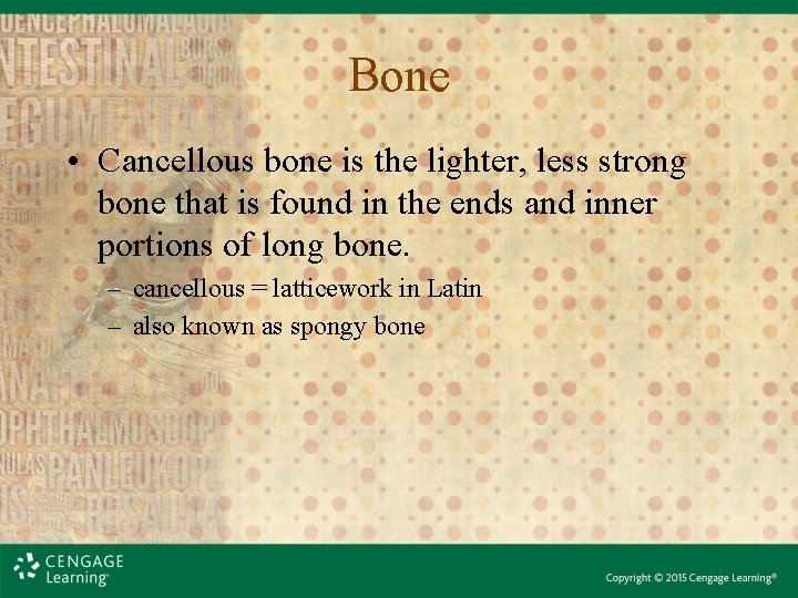 Bone • Cancellous bone is the lighter, less strong bone that is found in