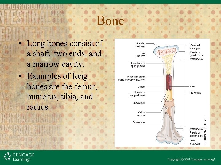 Bone • Long bones consist of a shaft, two ends, and a marrow cavity.