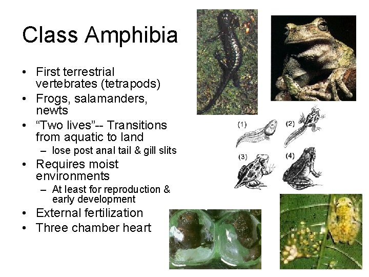 Class Amphibia • First terrestrial vertebrates (tetrapods) • Frogs, salamanders, newts • “Two lives”--