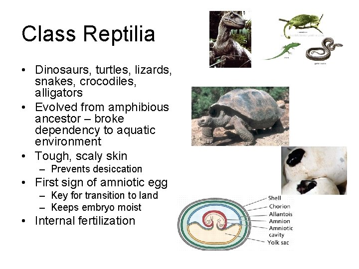 Class Reptilia • Dinosaurs, turtles, lizards, snakes, crocodiles, alligators • Evolved from amphibious ancestor