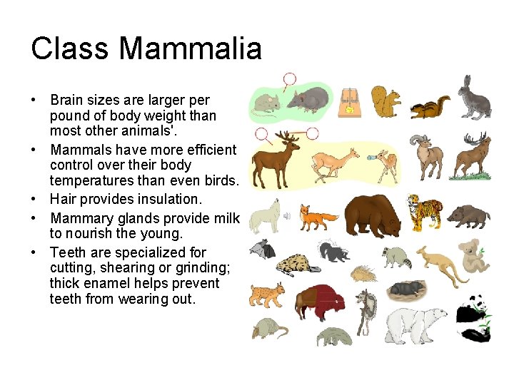 Class Mammalia • Brain sizes are larger pound of body weight than most other