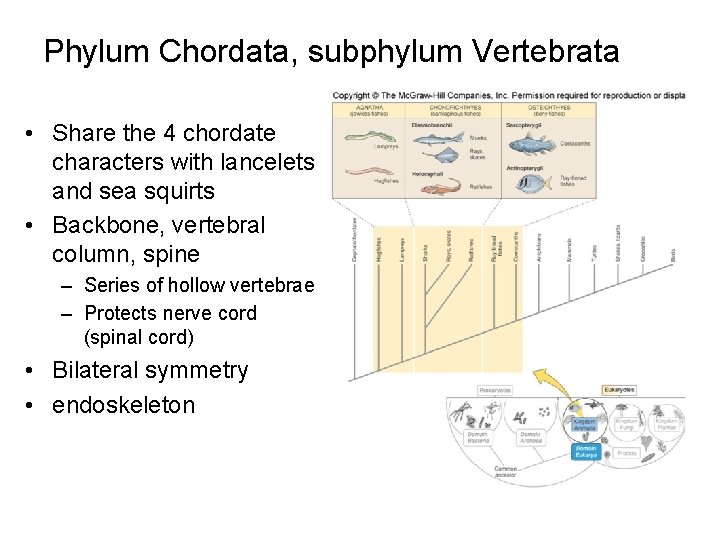 Phylum Chordata, subphylum Vertebrata • Share the 4 chordate characters with lancelets and sea
