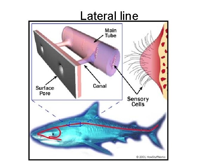 Lateral line 