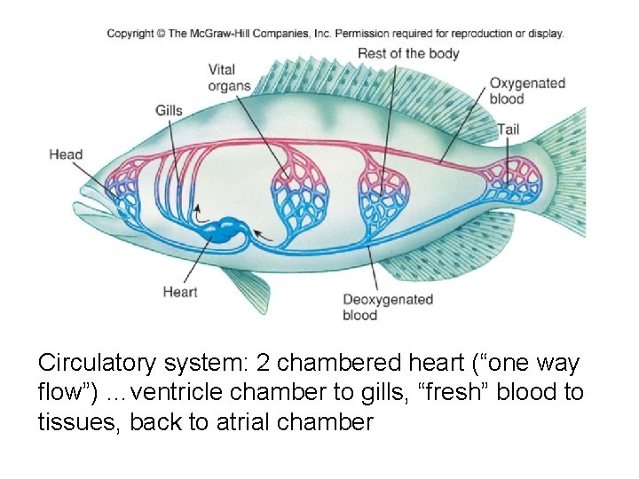 Circulatory system: 2 chambered heart (“one way flow”) …ventricle chamber to gills, “fresh” blood