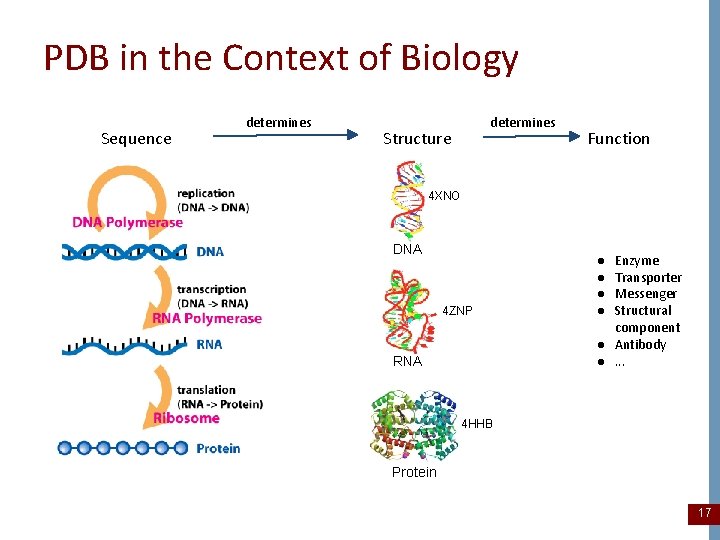 PDB in the Context of Biology Sequence determines Structure Function 4 XNO DNA 4