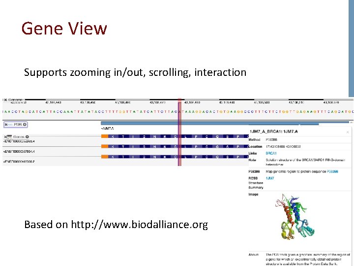 Gene View Supports zooming in/out, scrolling, interaction Based on http: //www. biodalliance. org 19