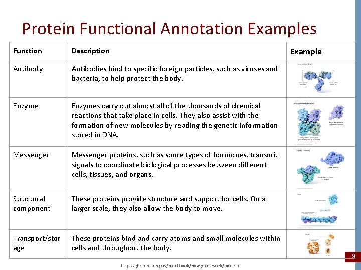 Protein Functional Annotation Examples Example Function Description Antibody Antibodies bind to specific foreign particles,