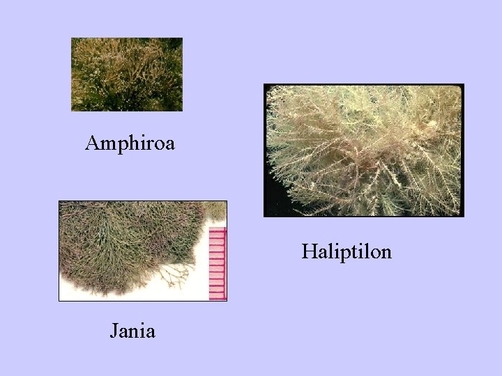 Amphiroa Haliptilon Jania 