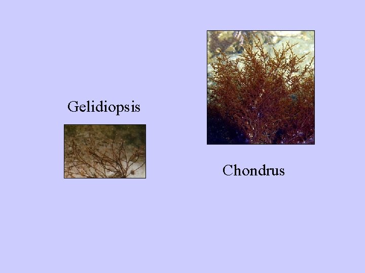 Gelidiopsis Chondrus 