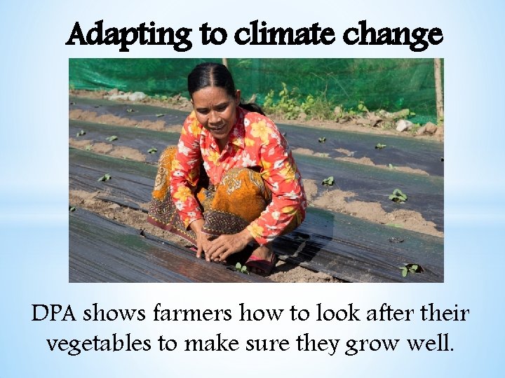 Adapting to climate change DPA shows farmers how to look after their vegetables to